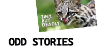 Odd Stories